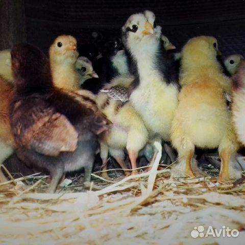 Цыплята,и инкубационное яйцо купить на Зозу.ру - фотография № 2