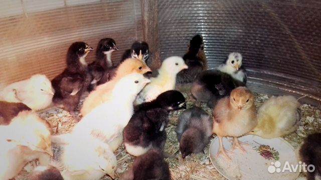 Цыплята,и инкубационное яйцо купить на Зозу.ру - фотография № 4