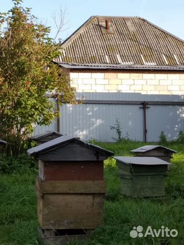 Пчелы среднерусские купить на Зозу.ру - фотография № 1