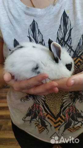 Декоротивные кролики купить на Зозу.ру - фотография № 1