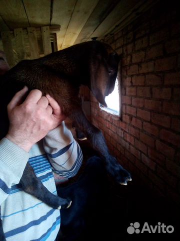 Козы и козлята нубийские процентные купить на Зозу.ру - фотография № 10