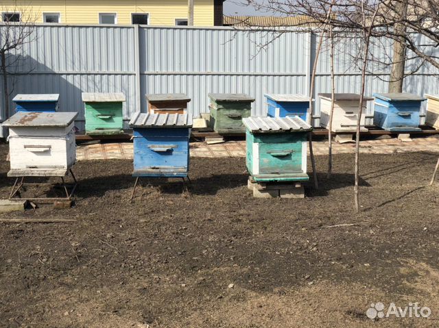 Продаются пчёлы. Пчелосемья купить на Зозу.ру - фотография № 3