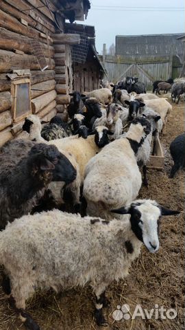 Нубийские козы купить на Зозу.ру - фотография № 8