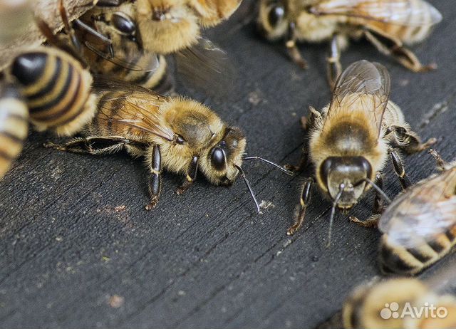 Пчелопакеты, пчелосемьи купить на Зозу.ру - фотография № 3