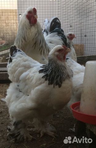 Яйцо на Инкубацию и цыплята на Заказ купить на Зозу.ру - фотография № 3