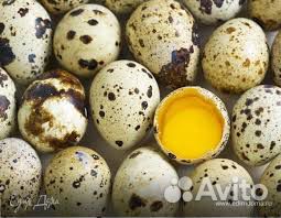 Перепела,яйца инкубационные,мясо купить на Зозу.ру - фотография № 2