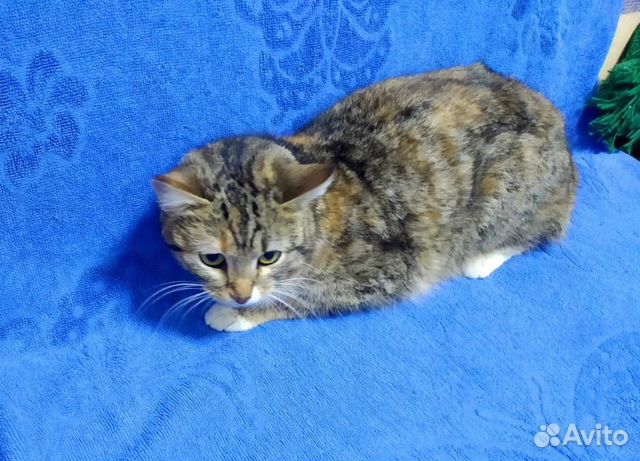 Кошка Кошка