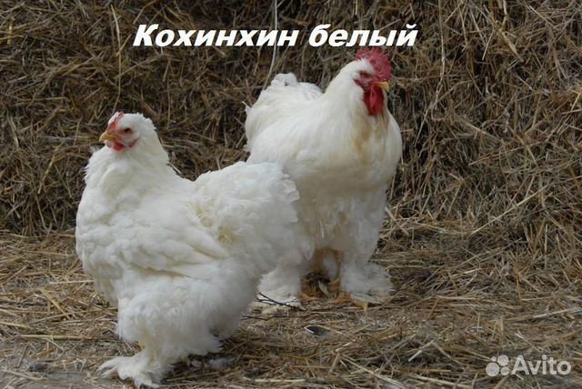 Суточные цыплята бройлеров и породные купить на Зозу.ру - фотография № 4