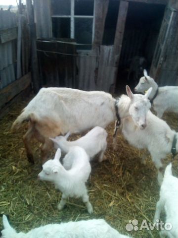 Заанинские козы,козлята и козёл купить на Зозу.ру - фотография № 6