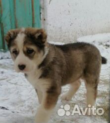 Продается щенок купить на Зозу.ру - фотография № 1