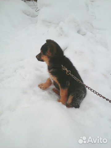 Собака на охрану купить на Зозу.ру - фотография № 1