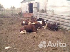 Продаются высокоудойные коровы купить на Зозу.ру - фотография № 1
