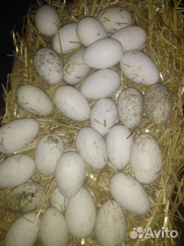 Яйцо инкубационное гусиное Линда,45 яиц в день нес купить на Зозу.ру - фотография № 2