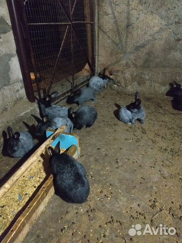 Продаются кролики чистопородные купить на Зозу.ру - фотография № 4