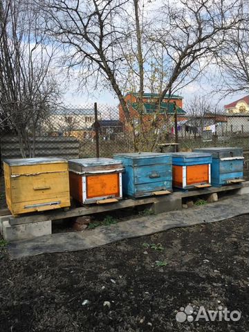 5 Улей с пчелами,рамки,улья для пчел купить на Зозу.ру - фотография № 1