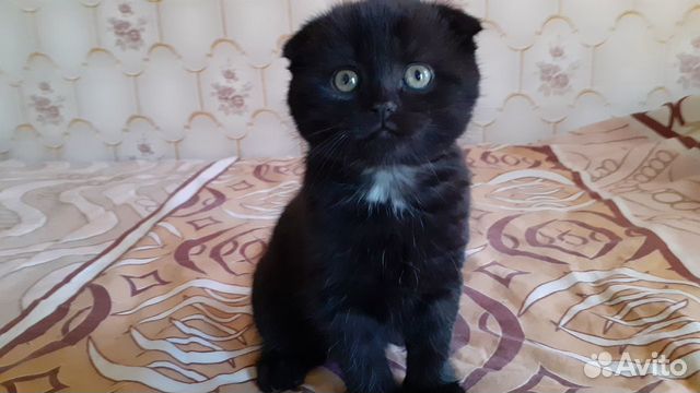 Бесплатные котята 1,5 месяца купить на Зозу.ру - фотография № 2