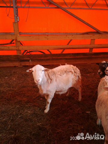 Овцематки, ярки, бараны - Катумские купить на Зозу.ру - фотография № 3
