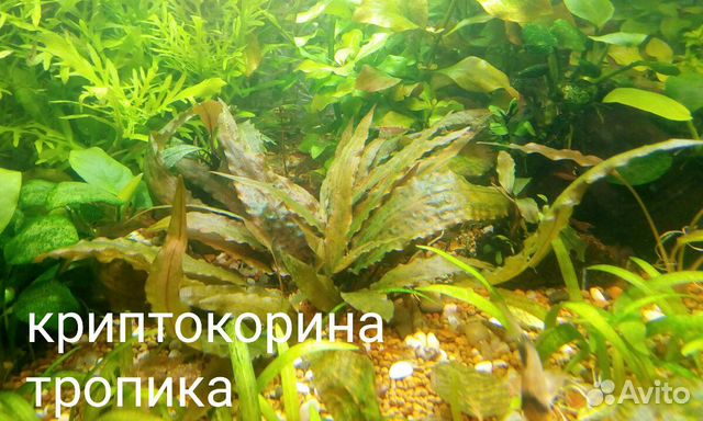 Набор аквариумных растений купить на Зозу.ру - фотография № 1