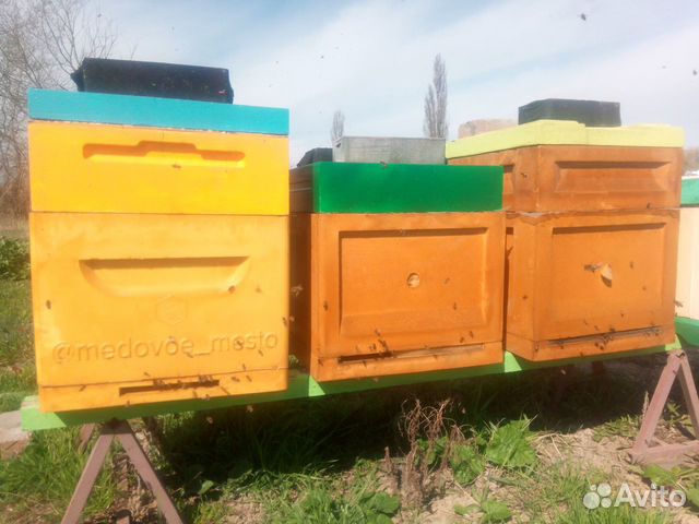 Пчелопакеты и прием заявок на маток "Карника F1" купить на Зозу.ру - фотография № 2