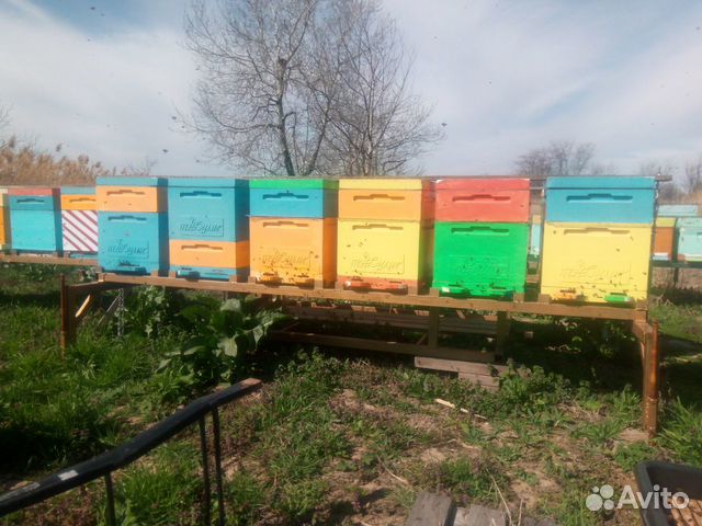 Пчелопакеты и прием заявок на маток "Карника F1" купить на Зозу.ру - фотография № 4