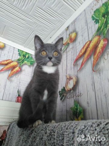 Серый котенок купить на Зозу.ру - фотография № 2