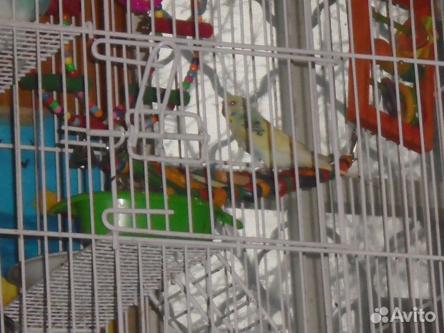 Волнистые попугайчики Тоша и Лайма купить на Зозу.ру - фотография № 2