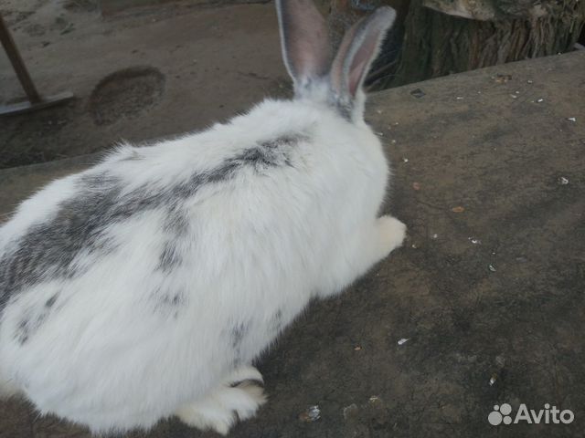 Кролик на племя купить на Зозу.ру - фотография № 2