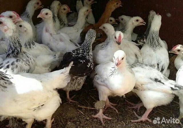 Цыплята мясо яичной породы купить на Зозу.ру - фотография № 1
