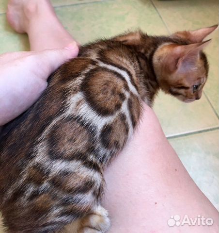 Мальчик в разведение Мальчик в разведение
