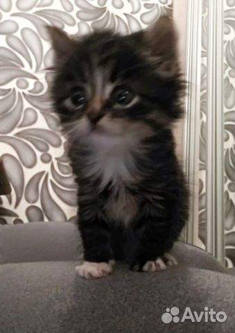 Кошечка в добрые руки Кошечка в добрые руки