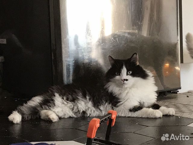 Котик
