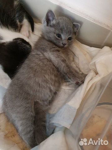 Котята в добрые руки