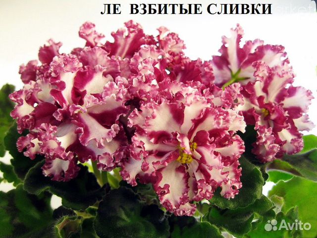Фиалки