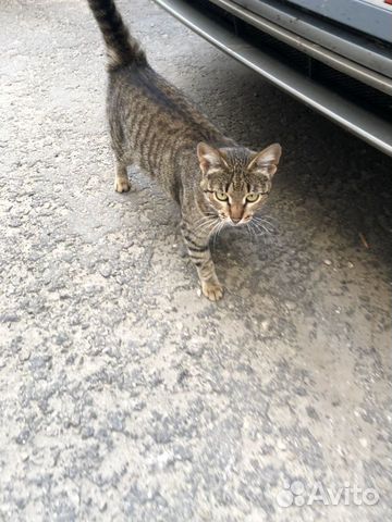 Молодая стерилизованная кошка Молодая стерилизованная кошка