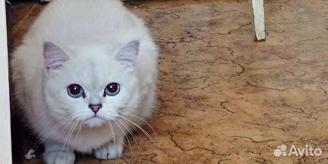 Британская кошка Британская кошка