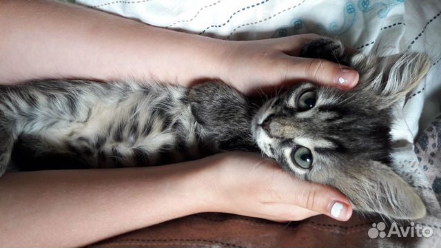 Котик в добрые руки. 2 месяца Котик в добрые руки. 2 месяца