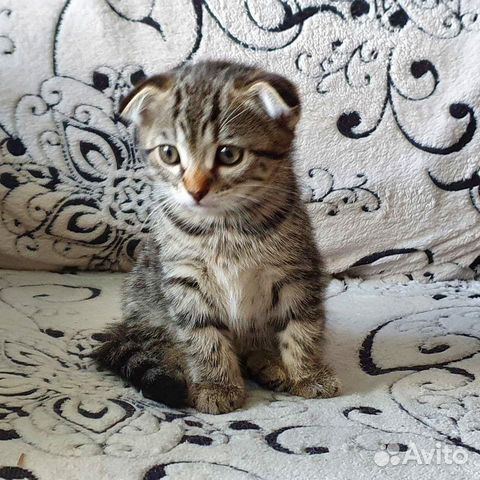 Котёнок девочка Котёнок девочка
