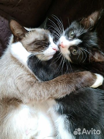 Котёнок Котёнок