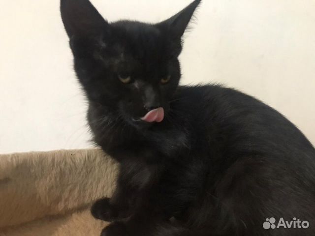 Котенок ищет дом Котенок ищет дом