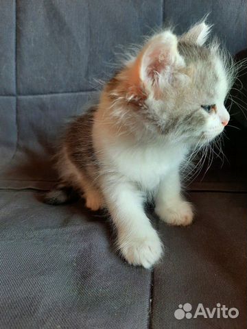 Котята Котята