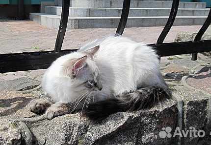 Невские Маскарадные котята