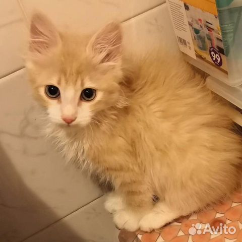 Kitty