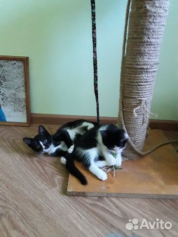 Котята