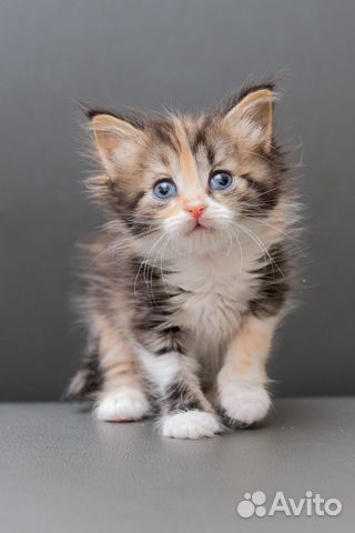 Котенок Анфиса Котенок Анфиса