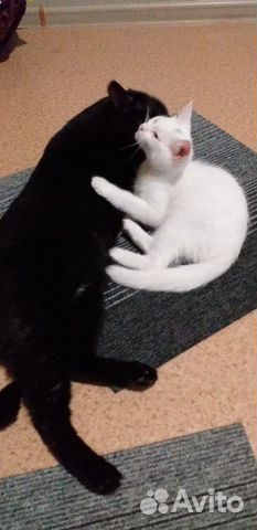 Котятки ищут добрых хозяев Котятки ищут добрых хозяев