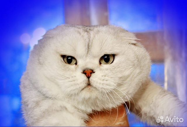 Шотландская вислоухая кошечка Шотландская вислоухая кошечка