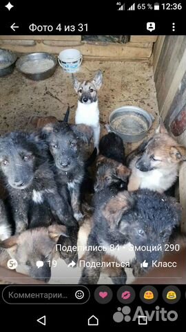 Щенята разного возраста