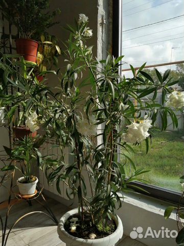 Комнатные растения