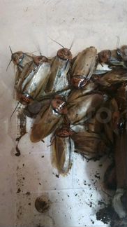 Тараканы южно-американские eublaberus posticus