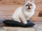 Продается котенок породы Невская Маскарадная объявление продам